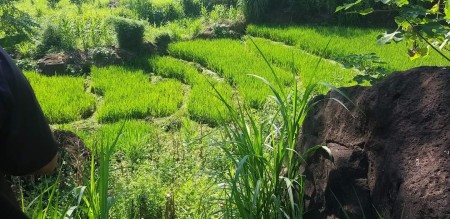 Chính chủ cần bán nhanh lô đất giá rẻ tại Kim Bôi Hòa Bình liên hệ xem đất 0377636889