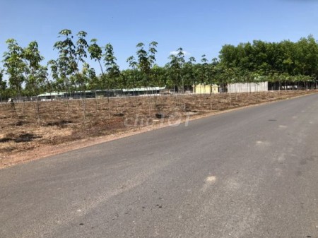 Thanh lí gấp sào đất mặt tiền giá rẻ ở Thuận Phú, Bình Phước liên hệ 0936556009