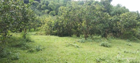 Bán gấp siêu phẩm ở thành phố Hoà Bình rộng 3,8ha có ONT và sẵn 2 ao cá giá tốt đầu tư
