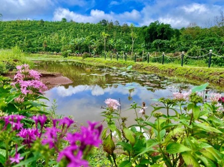Bán đất nền khu nghĩ dưỡng phố Hoa Hillside Bảo Lộc liên hệ 0339007005 giá tốt