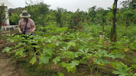 Cho thuê mở quán ăn, quán cà phê trong vườn cây ăn trái trên tuyến đường du lịch Vũng Tàu.