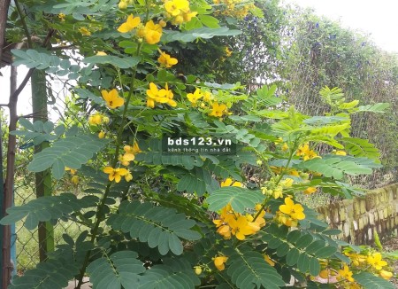 Cho thuê kho bãi- 10/11 đường Đinh Đức Thiện, Long Khê, Cần Đước, Long An sổ sẵn