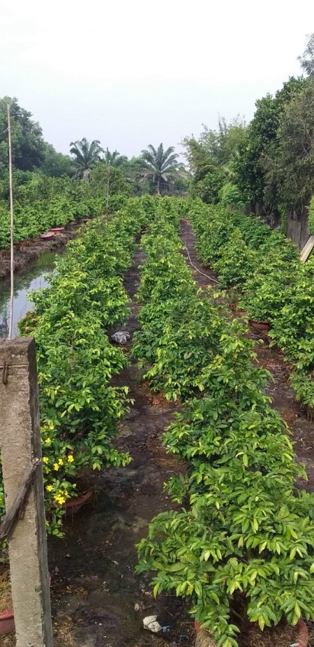 Bán đất xã Bình Lợi, huyện Bình Chánh, diện tích 1035m2 (18x59m), giá bán chỉ 2.2 tỷ