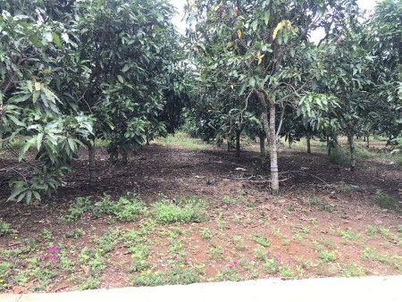 Bán 1000m2 đất 2 mặt tiền,ngang 60m sổ riêng đường ô tô