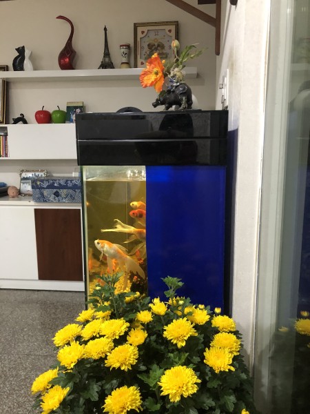 Nhà chính chủ cần cho thuê ở chung cư Giai Việt Hoàng Anh, địa chỉ số 856 Tạ Quang Bửu
