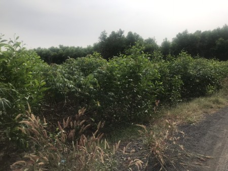 Quỹ đất 1.5ha, mặt tiền đường liên Xã Ninh Xuân, hổ trợ pháp lý tách thửa lh 0906831672