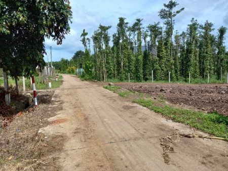 Bán đất dự án Bình Phước Lộc Ninh giá rẻ 250m có 100m thổ cư giá 465tr/nền Ngân Hàng hỗ trợ 50%