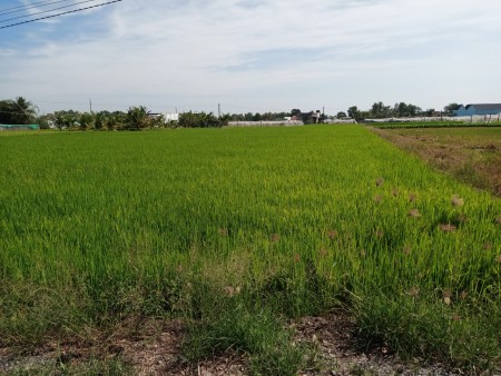Kẹt tiền cần bán đất long an 5 công đất trống lúa liên hệ xem đất 0389.309.122.