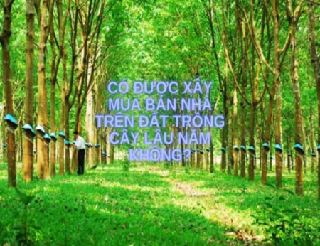 Có được xây mua bán nhà trên đất trồng cây lâu năm không?