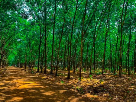 Đất rẫy Đồng Phú ôm chủ - Giá rẻ đầu tư - Điện nước đầy đủ liên hệ 0938568026