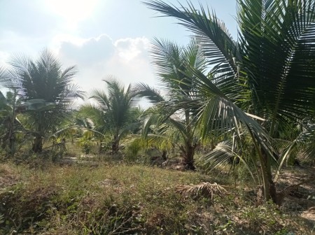Chính chủ bán gấp VƯỜN CÂY ĂN TRÁI 5600m2 gần KDL núi Bà Đen TP Tây Ninh