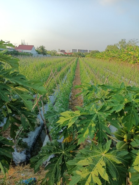 Cho thuê đất vườn trồng rau củ ngắn ngày/chăn nuôi giá thuê cực tốt, làm việc chính chủ