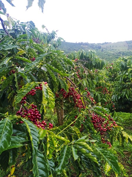 Đi đến slide 3