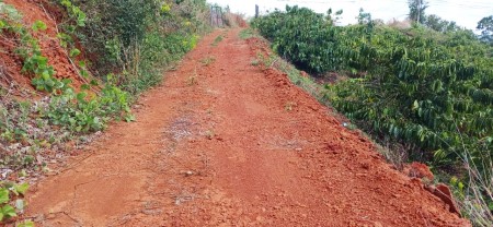 Bán rẫy trồng Cà Phê, Sầu Riêng tại thôn 9, xã Quãng Khê , Huyện Đăk Glong, tỉnh Đăk Nông