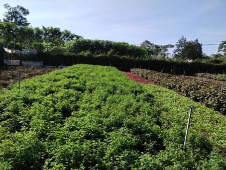 Bán đất chính chủ 10x22 m gần ngã 3 Duy Hòa TP Buôn Ma Thuột