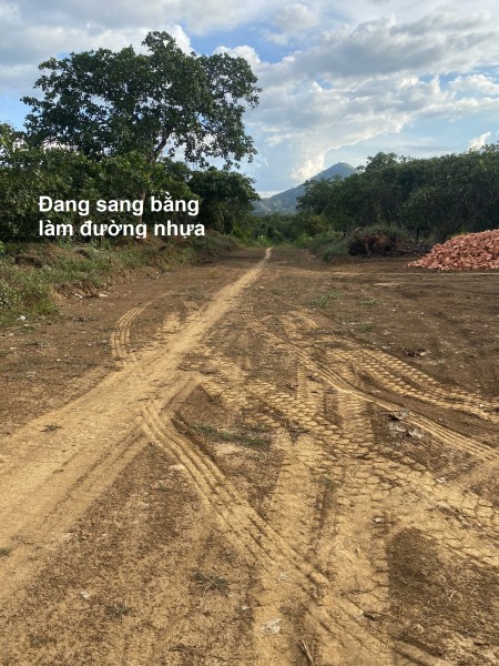 Chính chủ, bán đất vườn Sầu Riêng Thái, đang mở đường, mở rộng quy hoạch, đầu tư sinh lợi tốt.