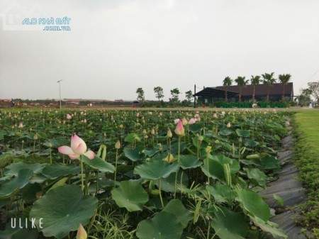Đất nền KDC Dragon Pearl, nhận booking GĐ2 với nhiều vị trí đẹp và giá ưu đãi từ CĐT