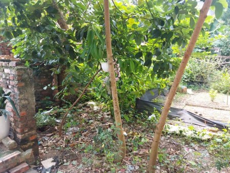 Bắc Cầu đất nhỏ tiền vuông đẹp 30m ô tô tránh, diện ích 34m2, mt 4.3m, giá 1.35 tỷ