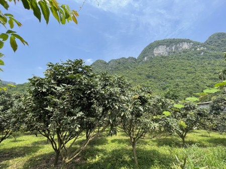 Bán đất Phú Nghĩa-Lạc Thủy-HB khu vực quy hoạch Du Lịch Cáp Treo Chùa Tiên Đầm Đa giá chỉ hơn tr/m2