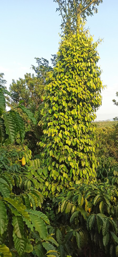 Đi đến slide 13