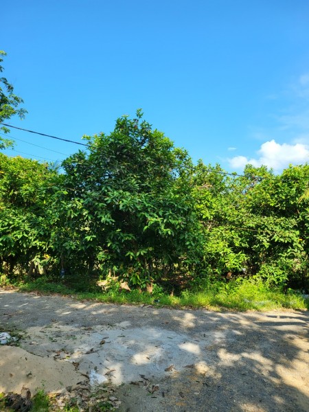 Cần bán 2 ha 5 Hạ tầng đầy đủ, nhà cửa kiên cố điện 3 pha tựa sơn hướng thuỷ view cánh đồng