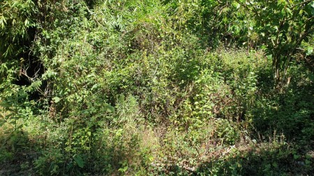 Bán đất thôn 9 Tân Lạc Bảo Lâm Lâm Đồng khu dân cư đông giá tốt đầu tư sinh lời