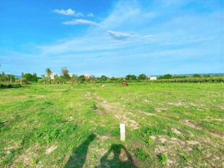 Bán gấp 1,3 sào đất ngay QL1A, Phan Hiệp, Bình Thuận liên hệ 0366151381, có sổ sẵn