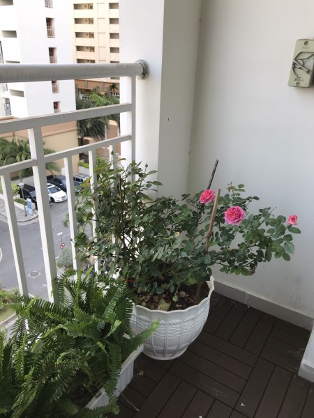 Cho thuê căn hộ chung cư full nội thất giá thị trường tiện ích đầy đủ