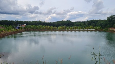 Đất nền view hồ sen rộng 16ha chỉ có 7 nền đấy ODT ở thị trấn Tân Khai view hồ siêu đẹp, sổ