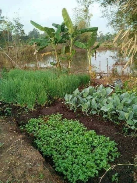 Cần bán mảnh vườn ở xã Phú Cường huyện Định Quán, Đồng Nai giá 895 triệu