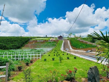 Siêu phẩm nhà vườn nghỉ dưỡng Mango Garden ngay tại Phú Cường Định Quán Đồng Nai