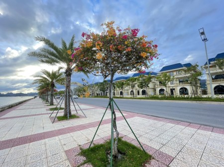 Bán Biệt Thự View Trực Diện Biển Vịnh Bái Tử Long, Quảng Ninh, Sổ đỏ LH 0905561398