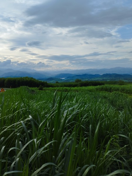 Đất cao nguyên Vân Hoà giá rẻ cần bán view đẹp từ 500 triệu/hec