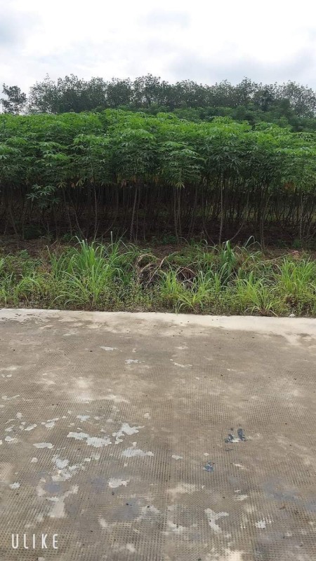 Kẹt tiền cần ra gấp lô đất diện tích 250m² Chơn Thành Bình Phước