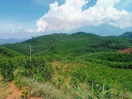 Chính chủ bán đất rừng trồng keo đại lộc Quảng Nam liên hệ 0982790649