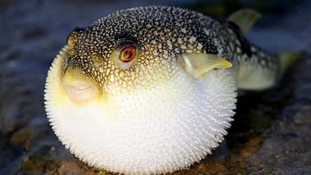 Lê Nam