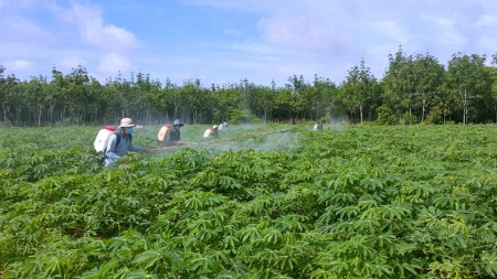 Còn 2 lô đất sào trồng sẵn mì ở trung tâm thành phố Tây Ninh, giá 320 triệu