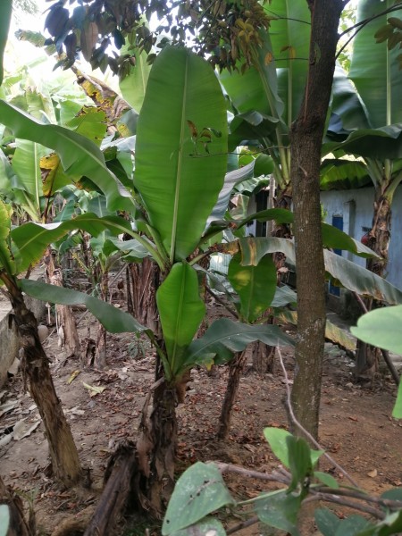 Chính chủ cần bán MB tại đường Xuân Khao thị trấn Thường Xuân Thanh Hóa
