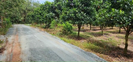 Bán sào đất tặng vườn mít đang thu hoạch ở Tây Ninh, giá 400 triệu