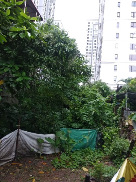 Bán đất vàng xây biệt thự cạnh KĐT Times City, giá 67 triệu/m² - Cơ hội hiếm có cho các CĐT