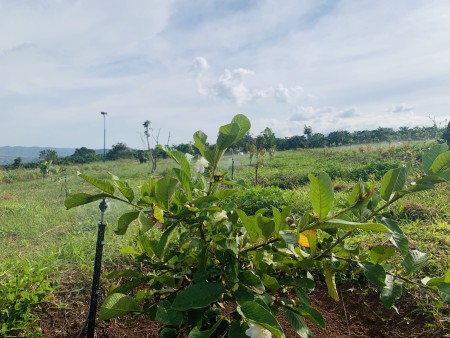 Đi đến slide 5