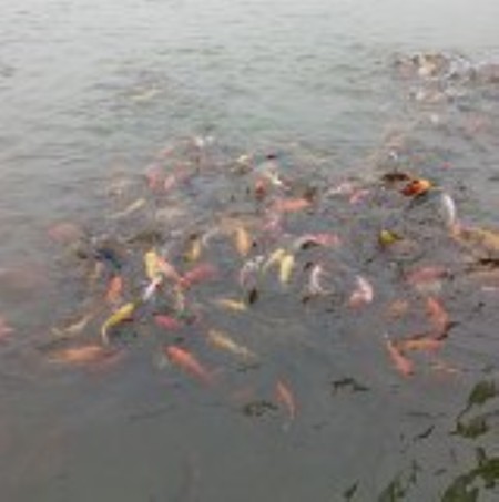 Đi đến slide 16