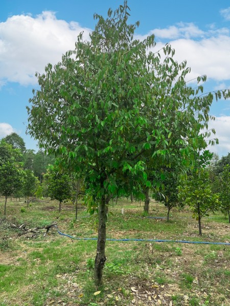 Đi đến slide 6