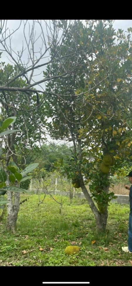 Chính chủ cần bán nhà vườn Mt đường phan thị vẽ,an nhơn tây