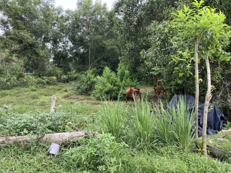 Cắt lỗ gấp lô đất Thái Mỹ 90m2 full thổ cư đường nhựa thông thoáng giá ngộp 700tr thương lượng.