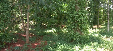 Bán 2 sào Đất đỏ Bazan khu vực trái cây FULL sầu riêng chôm chôm