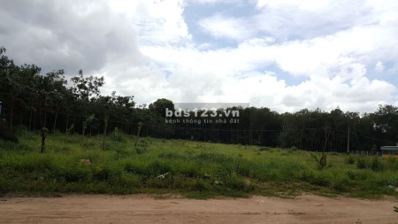 Cho thuê đất Bắc Tân Uyên Bình Dương
