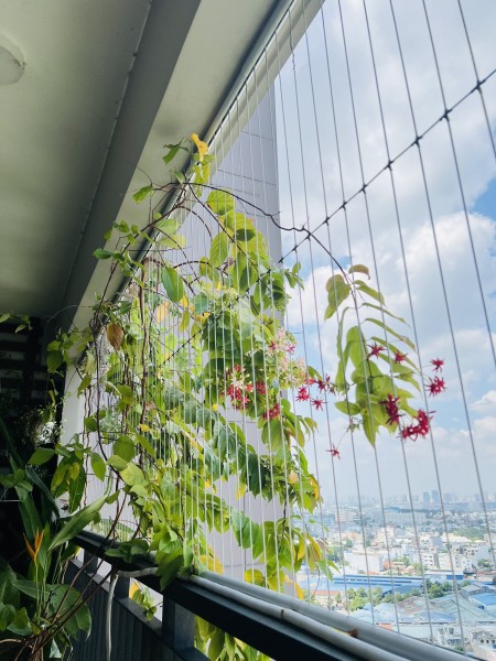 Cho thuê OPB tầng đẹp căn hộ 3 phòng ngủ, 109m2