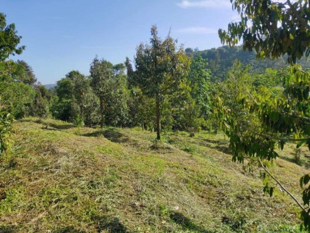 Bán 3000m2 đất sầu riêng Ri6 mặt tiền nhựa 12m cách TP. Đồng Xoài 3km chốt 270 triệu