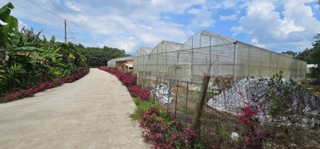 Chính chủ cần ra lô đất full thổ cư ngay trung tâm Phú Giáo 250m² chỉ 600 triệu